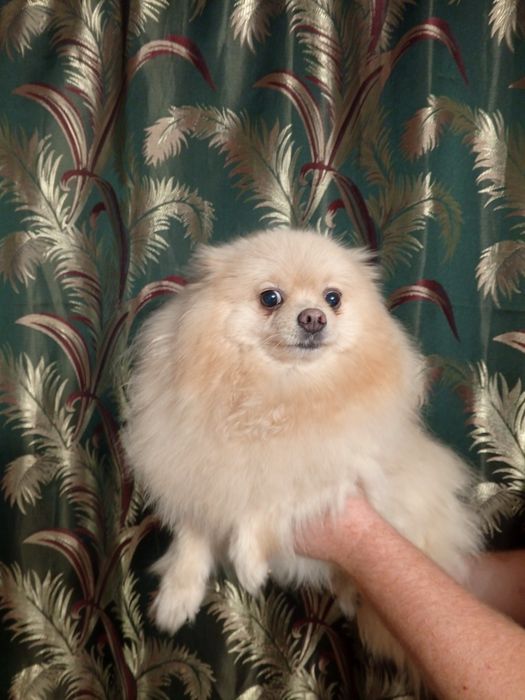 Продам дівчинку шпіц