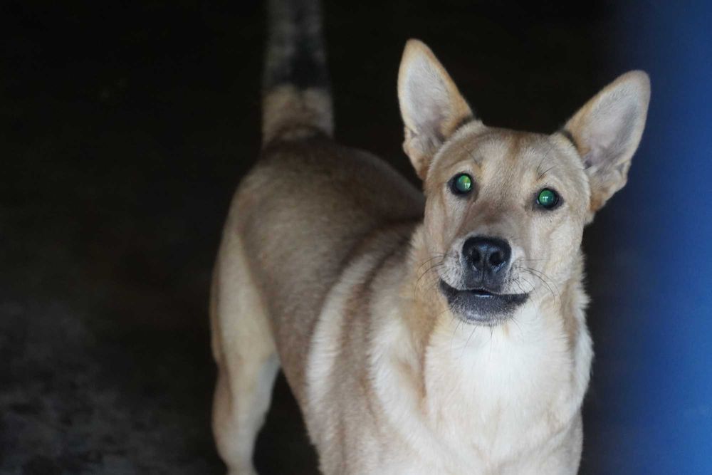 Fosfor - niewidomy pies szuka domu