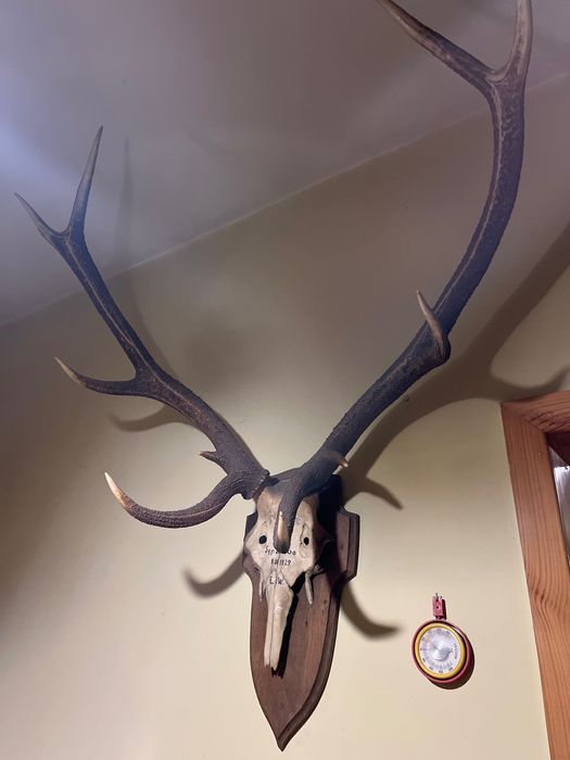 Poroże jelenia 90 cm