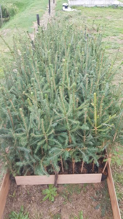 Świerk pospolity w doniczkach 70-90cm promocja 10zł