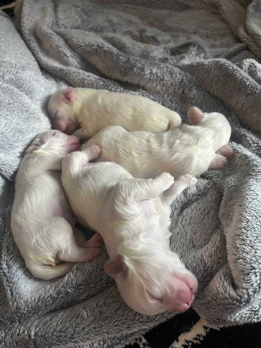 Maltańczyk - zaprasza Nowych Rodzicow