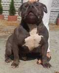 American Bully Blue