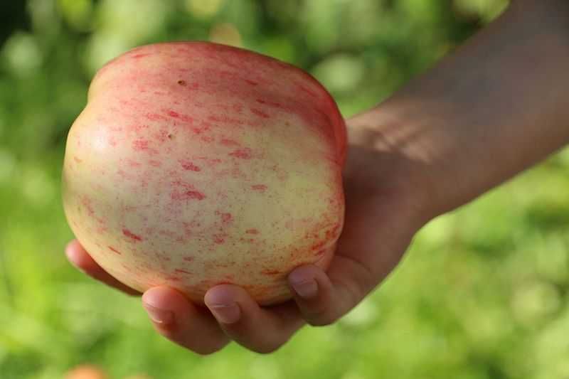 Macieira de maças GIGANTES - As maiores do mundo