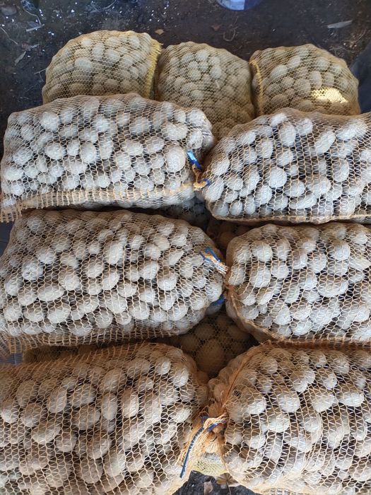 Ziemniaki drobne odpadowe paszowe