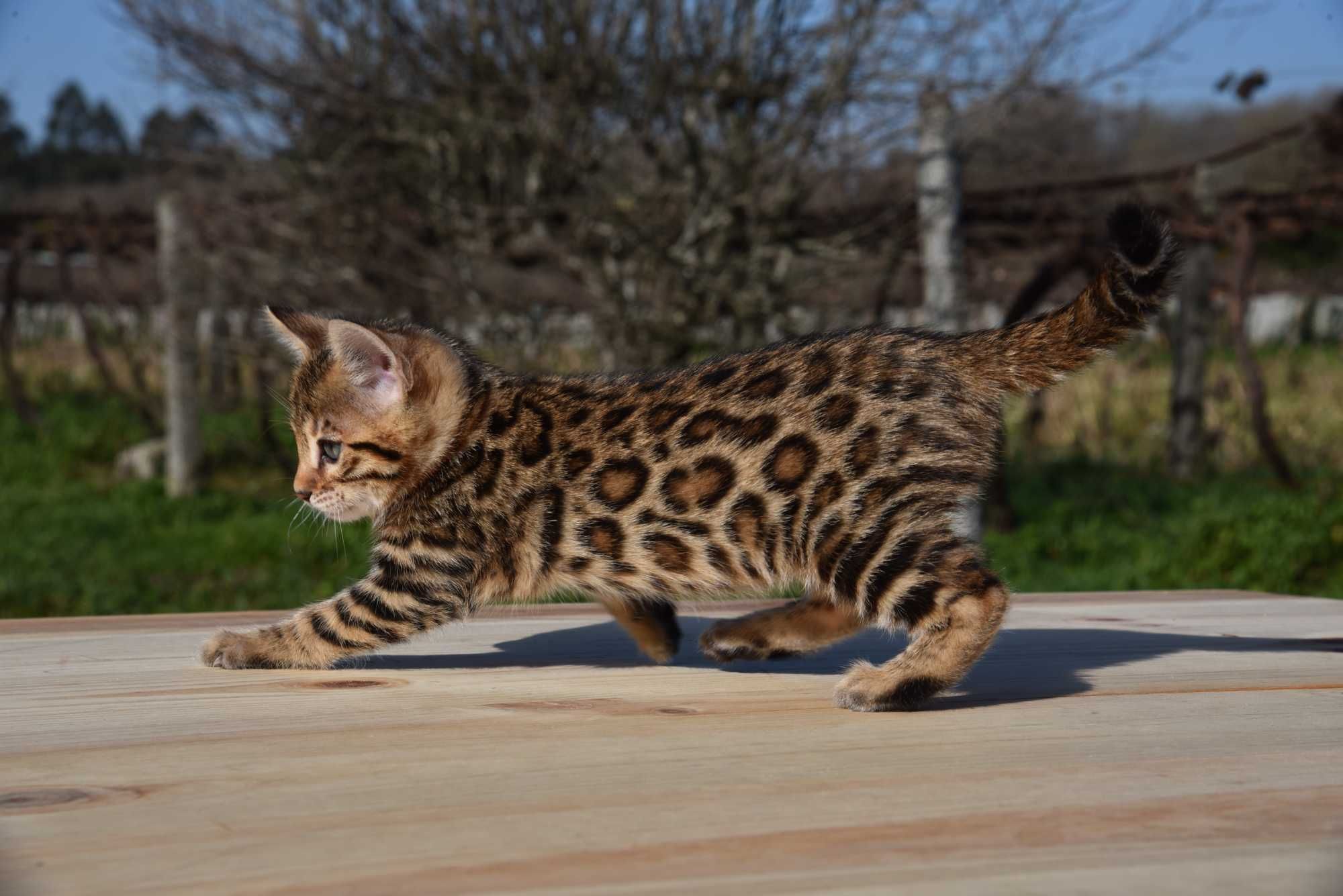 Gatinho Bengal d’Arques