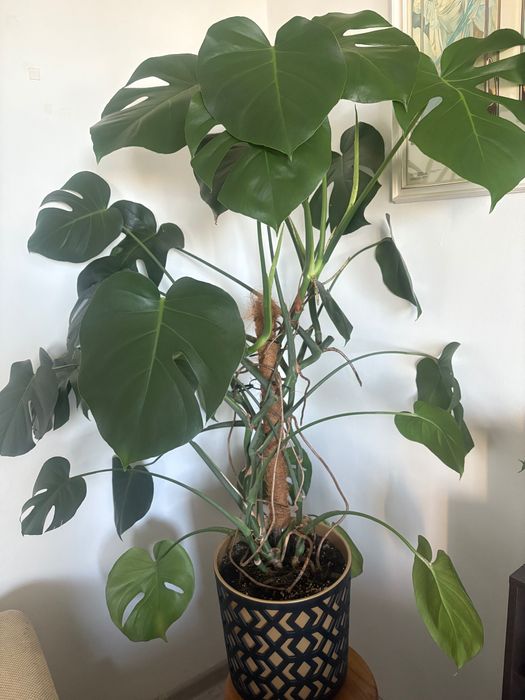 Duża wysoka roślina doniczkowa monstera