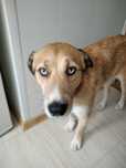 Suczka do adopcji