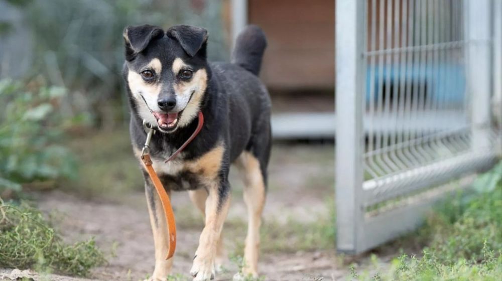 Jasper do adopcji na cito