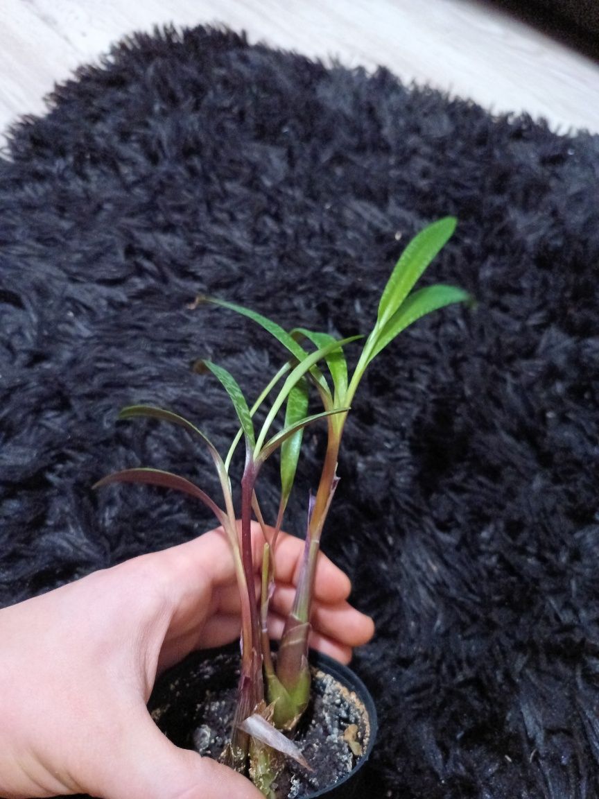 Ledebouria doniczka