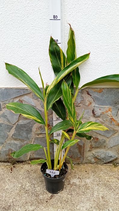 Alpinia zerumbet variegata