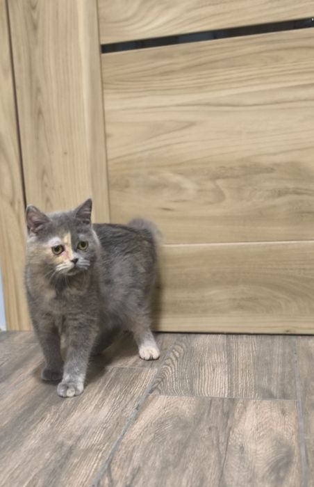 Kotki brytyjskie z rodowodem FPL