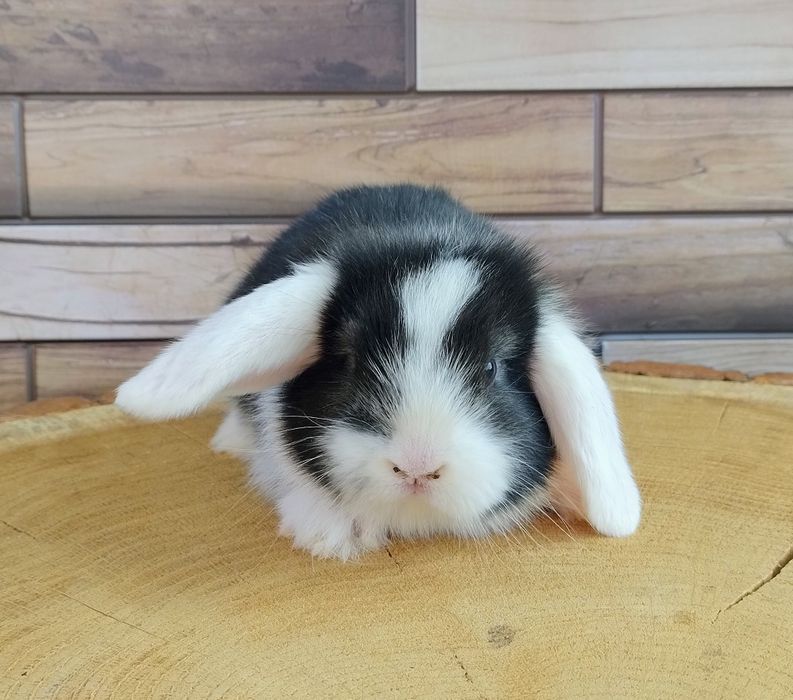 Mini lop wolne króliczki baranki