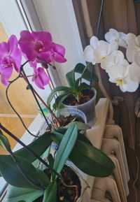 Продам орхідеї філонтропис