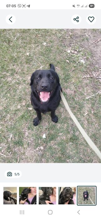 ШУКАЄ ДІМ! Помісь лабрадора, дуже добра і лагідна