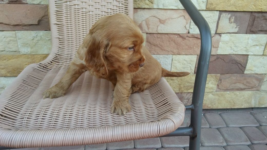 Cocker spaniel angielski Piesek