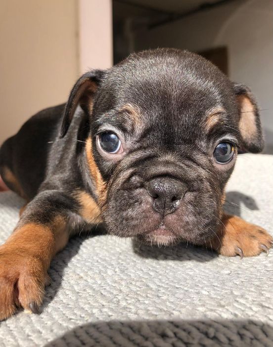 Bulldog francês fêmea excelente