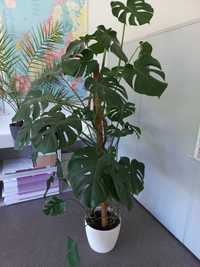 Monstera deliciosa