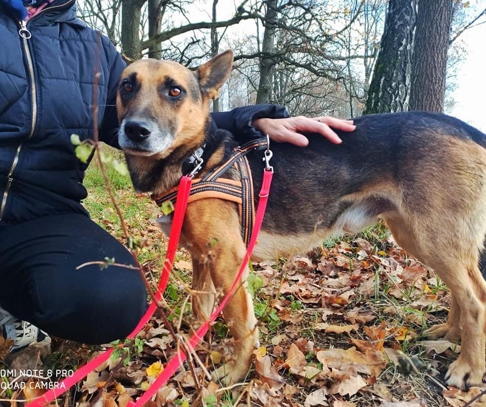 Abel szuka domu! Stateczny jegomosc. Adopcja