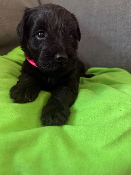 Sznaucer miniaturowy -Czarna SUCZKA