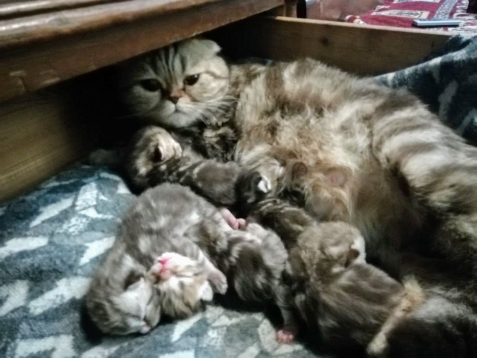 Котик чорний мармур на сріблі