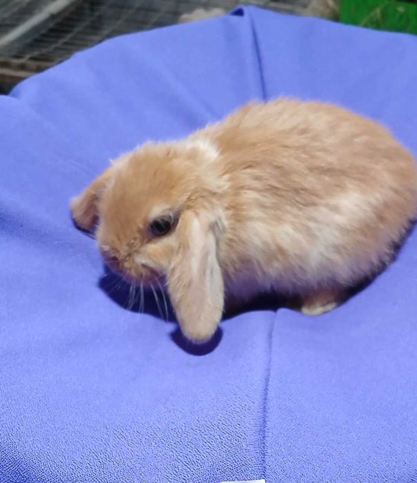 Декоративний кролик, висловухий карлик.