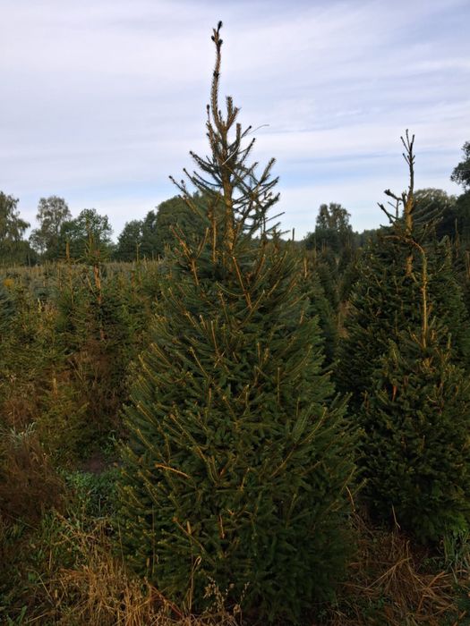 Choinka świerk zwykły srebrny