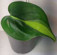 Philodendron brasil