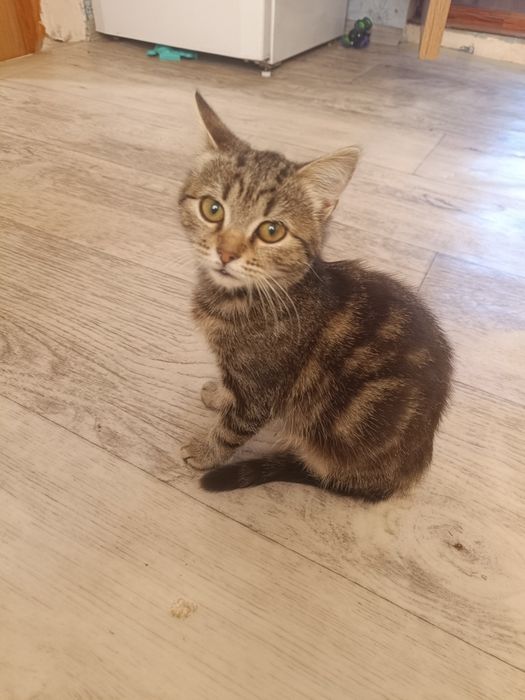 Віддам кішку в добрі руки