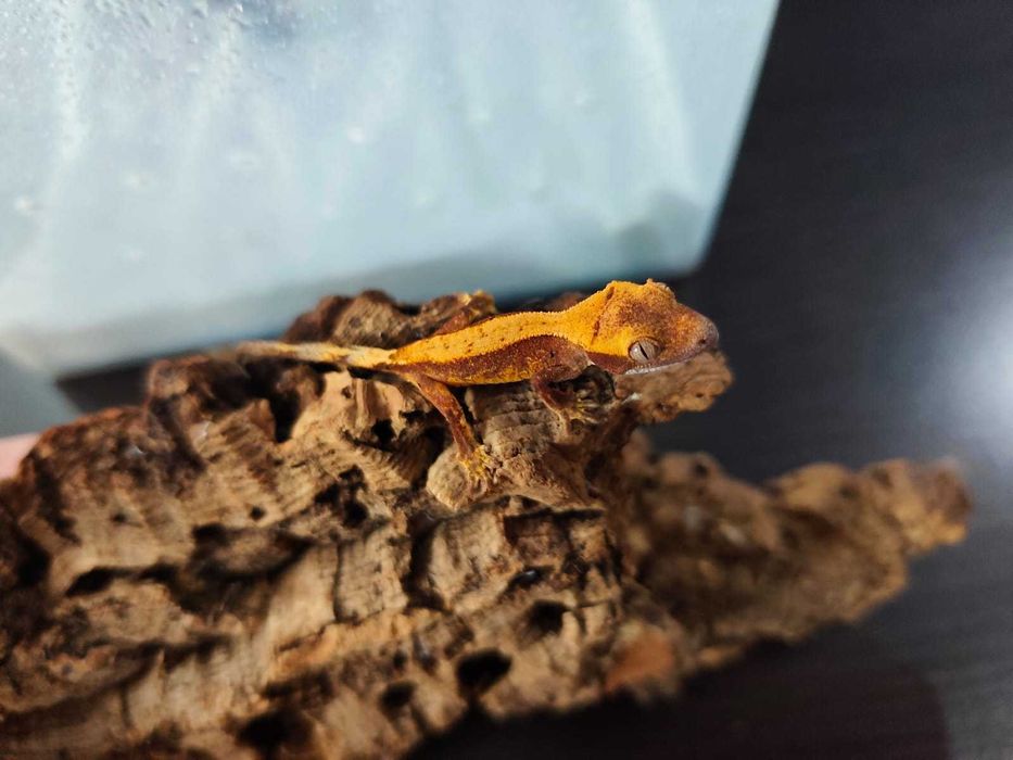 Gekon orzęsiony Correlophus ciliatus młode
