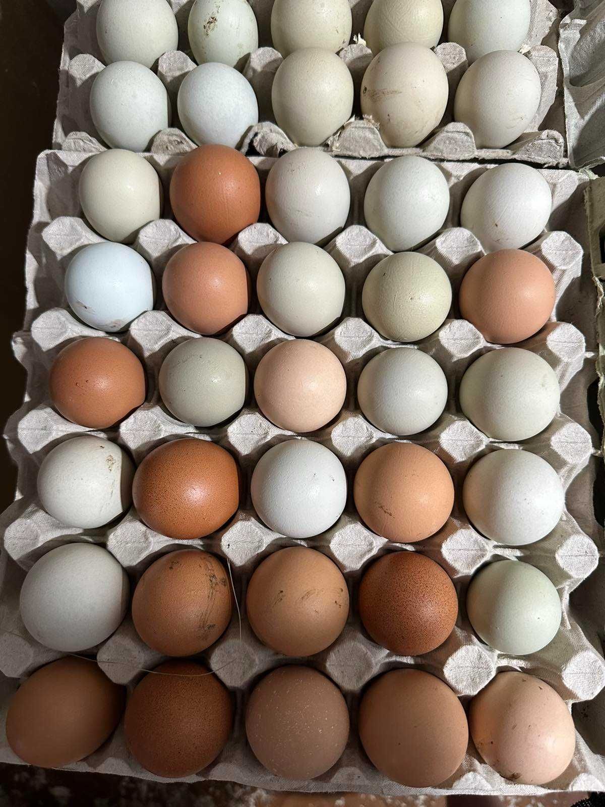 Яйце куряче ( різнокольоровий пасхальний мікс )   інкубаційне
