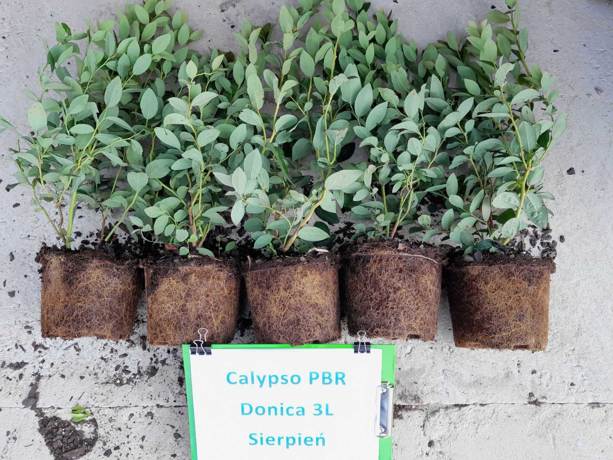 Borówka Amerykańska Calypso CAC 3 letnia donica 3 Litry PREMIUM