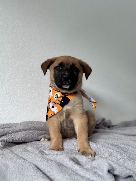 Bebés de Porte Grande