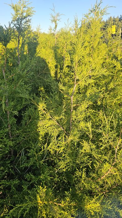 Tuje brabant i kurnik!! SPRZEDAM!!12zl/ szt.