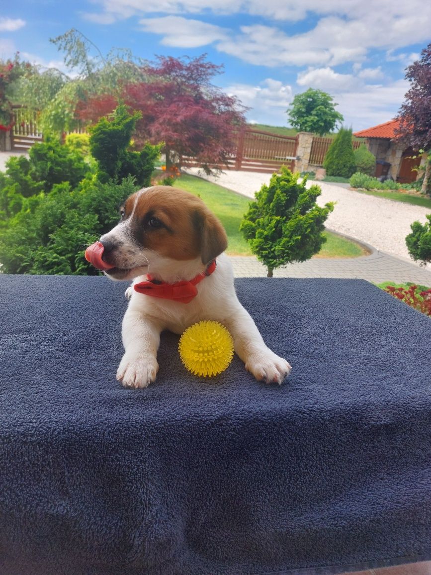 Jack Russell Terrier FCI
