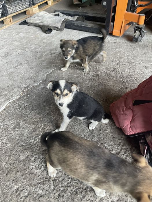 Бесплатно щенка цуценя собака