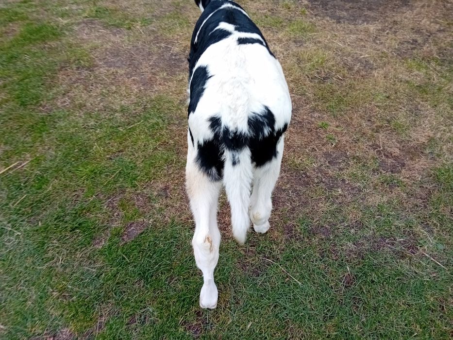 Jałówka 2 tygodnie duża sztuka