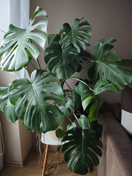 Monstera 90-100 cm wysokości