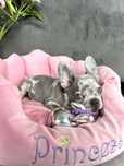 Buldog francuski blue lilac merle gotowy do odbioru