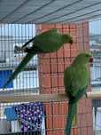 Ring neck verdes