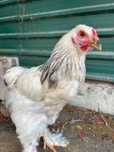 Galos Brahama Light