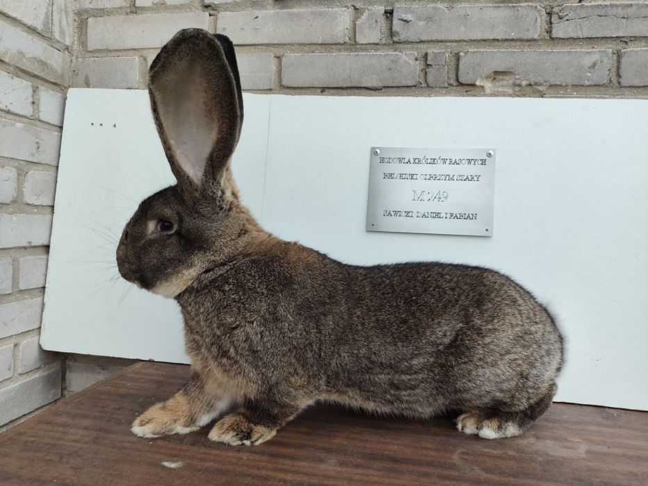 Samiec BOS, Belgijski olbrzym szary