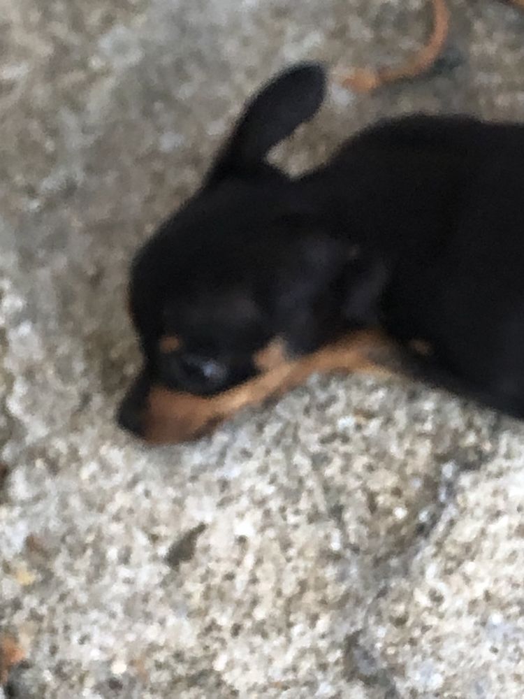 Pinscher macho miniatura