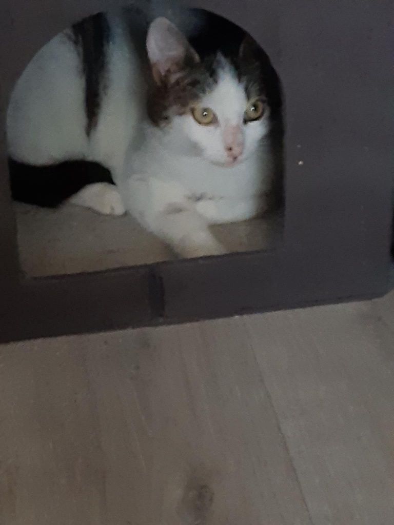 Kotka szuka nowego domu