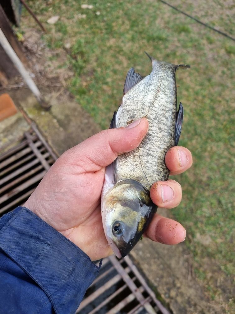 Karp zarybieniowych do stawów