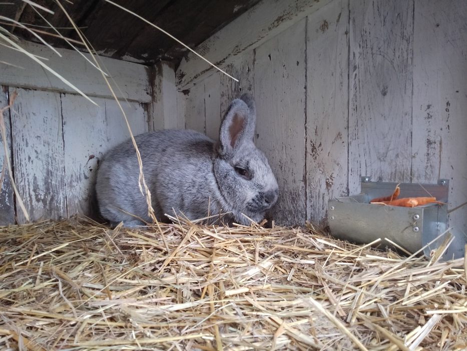 Samica wielki jasno srebrzysty wjs rodowód