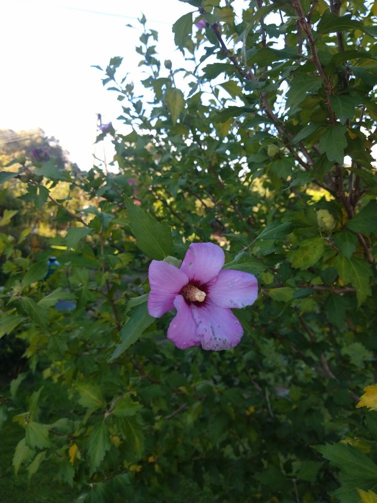 Nasiona  hibiskusa