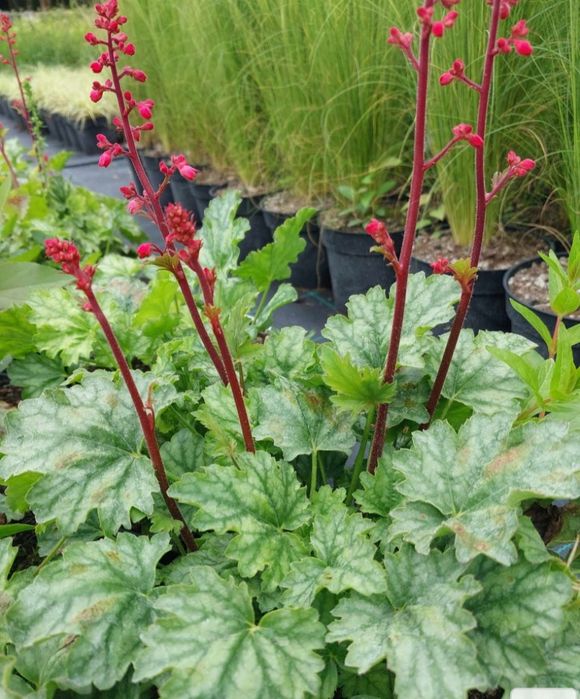 Żurawka. Nadwyżki ogrodowe