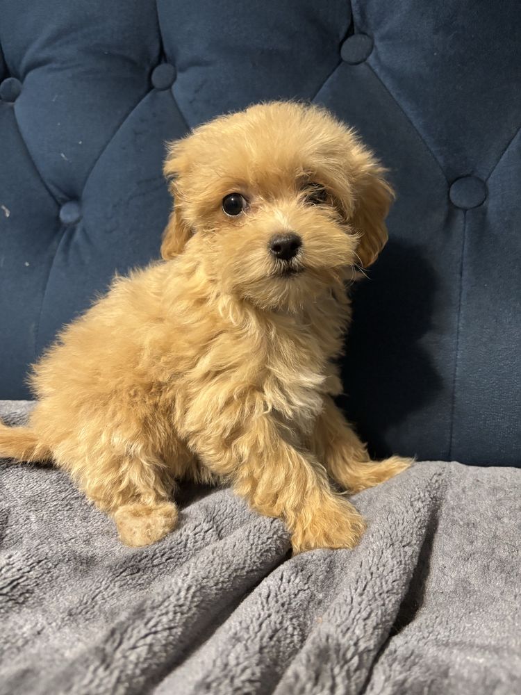 Maltipoo maltańczyk -pudel toy suczka
