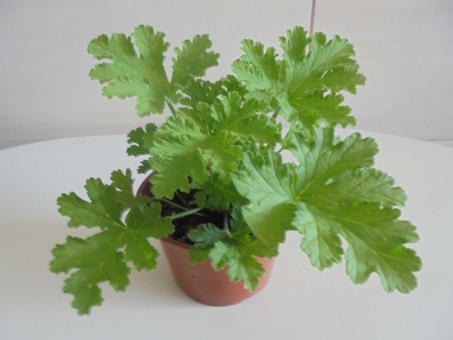 Anginka Geranium