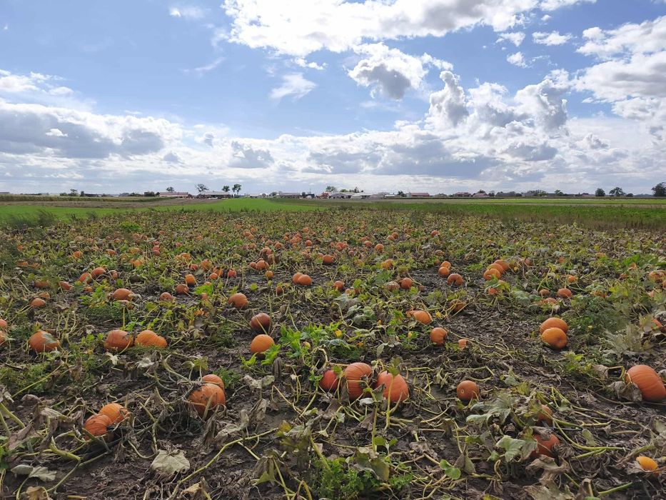 Sprzedam dynię Halloween